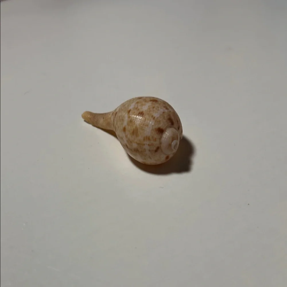 Natural Seashell Collection for Small Pets